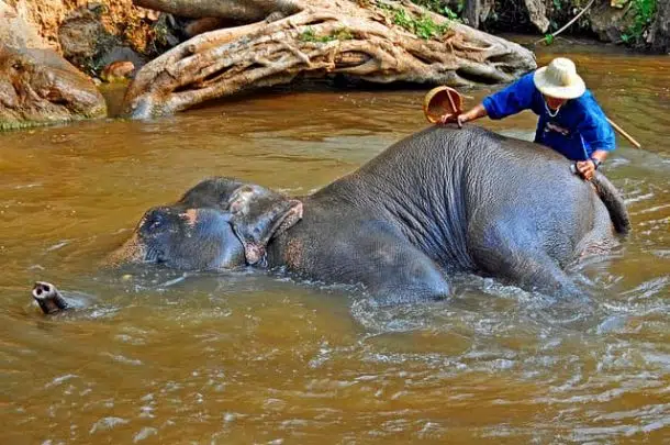 Thailand 4146 Maesa Elephant Camp 610x405